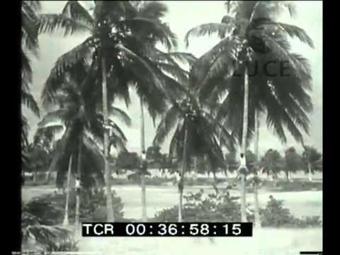 Video: Raccolta degli alberi di cocco - Come raccogliere le noci di cocco dagli alberi