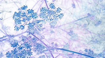 Decline of the Unbeloved | Buchla and modular synth. Official music video.