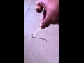 Small earthworm like baby snake in my house  worlds smallest snake in house