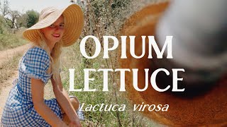 Opium lettuce (Lactuca virosa) : a free and natural analgesic. From 'weed' to medicine.
