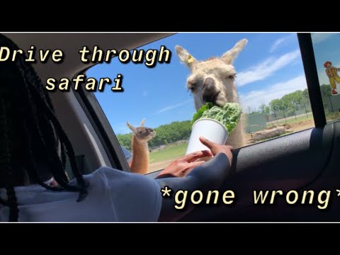 drive through safari gone wrong
