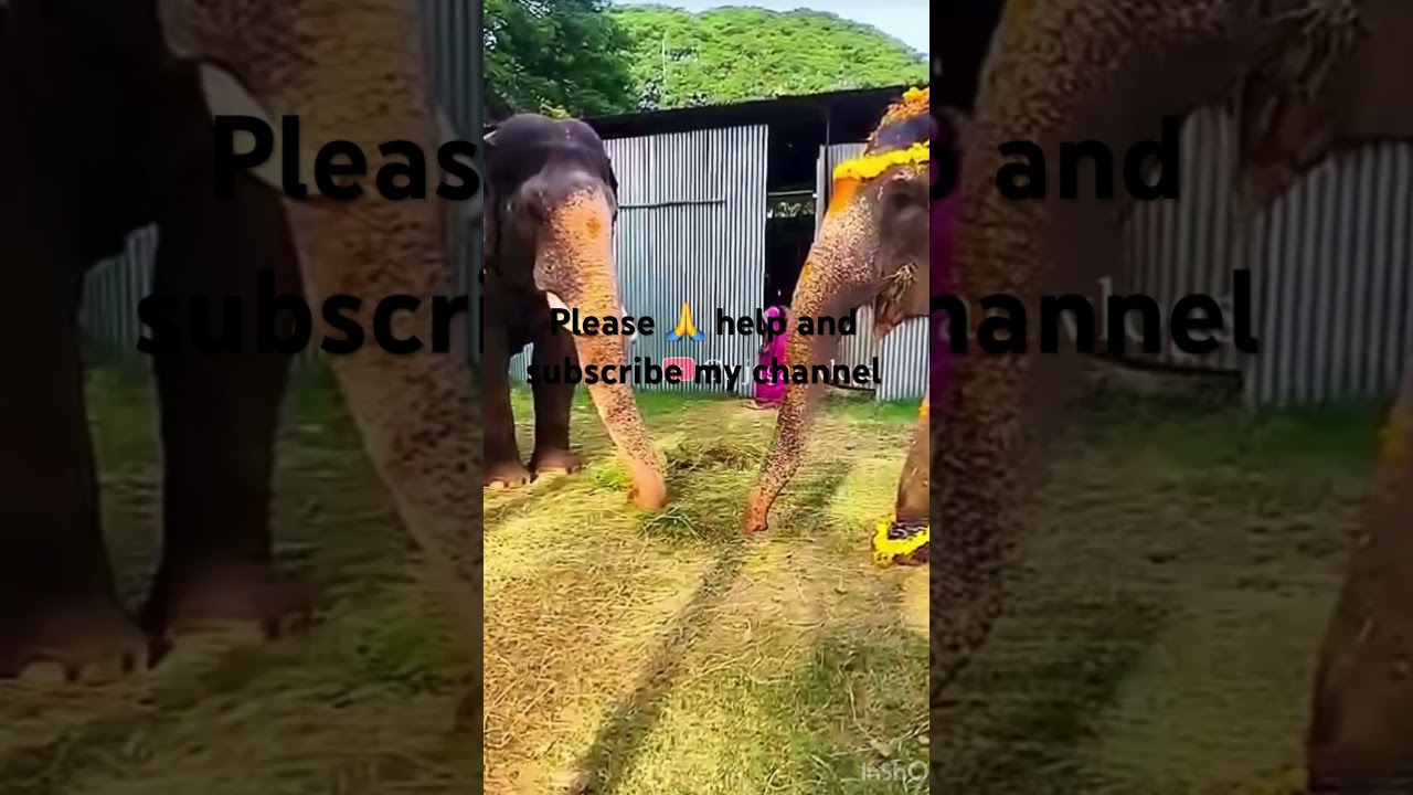 New song but elephants duet 