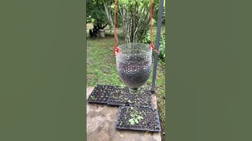 Growing Tomatoes Upside Down #garden #roomtogrow #growathome #gardening #growyourownfood