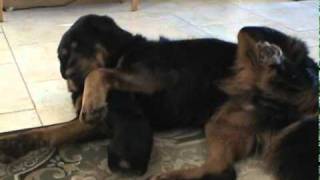 Tibetan Mastiff & Australian Terrier Puppy by mechajl 1,041 views 13 years ago 1 minute, 2 seconds
