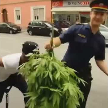 this is the ganja?