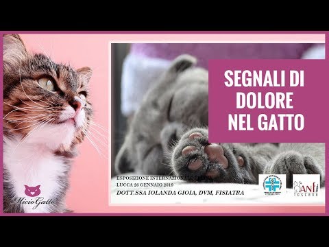 Video: Gatto Nel Dolore - Sintomi Di Artrite Del Gatto - Dolore Nei Gatti