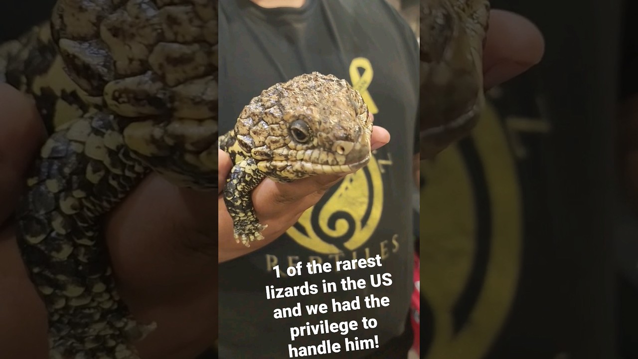1 Of the Rarest lizards in the USA!