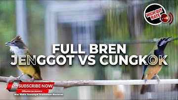 🔴Cucak Cungkok Gacor Bongkar Materi Panjang Panjang Kasar dan Tajam Masteran Andalan Murai Batu