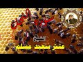 الشيخ عنتر سعيد مسلم ما تيسر من سورة النحل انتاج صوت الغربيه