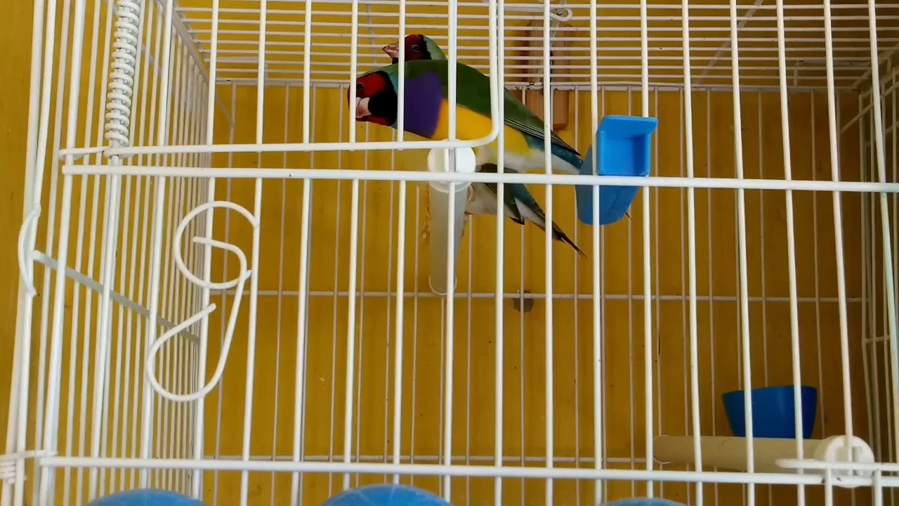 Como anda a criação? Diamante de