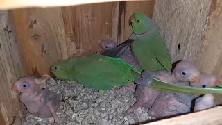 140+ Ringneck Breeding Pairs | Ultimate Green Ringneck Setup