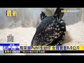 馬來貘Putri生幼仔 女寶寶重8.6公斤@newsebc