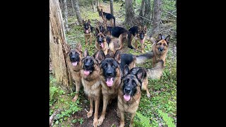 German Shepherd Forest Escape!