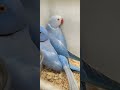 Fairfield bird sale 2024 -mutation ringnecks 3