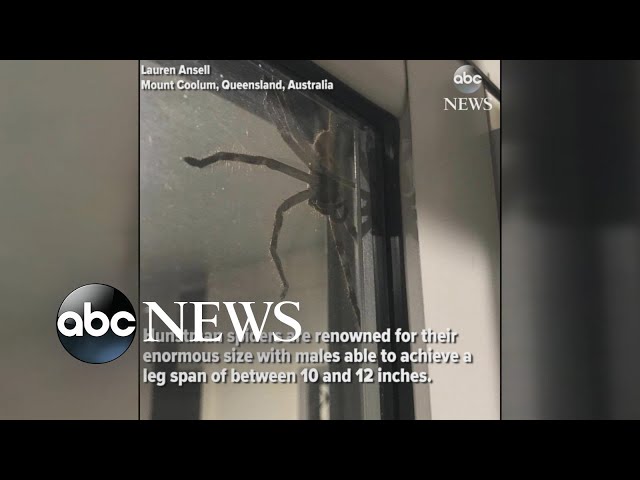 Australian town covered in massive spider webs, freaky video goes viral -  Watch, viral News