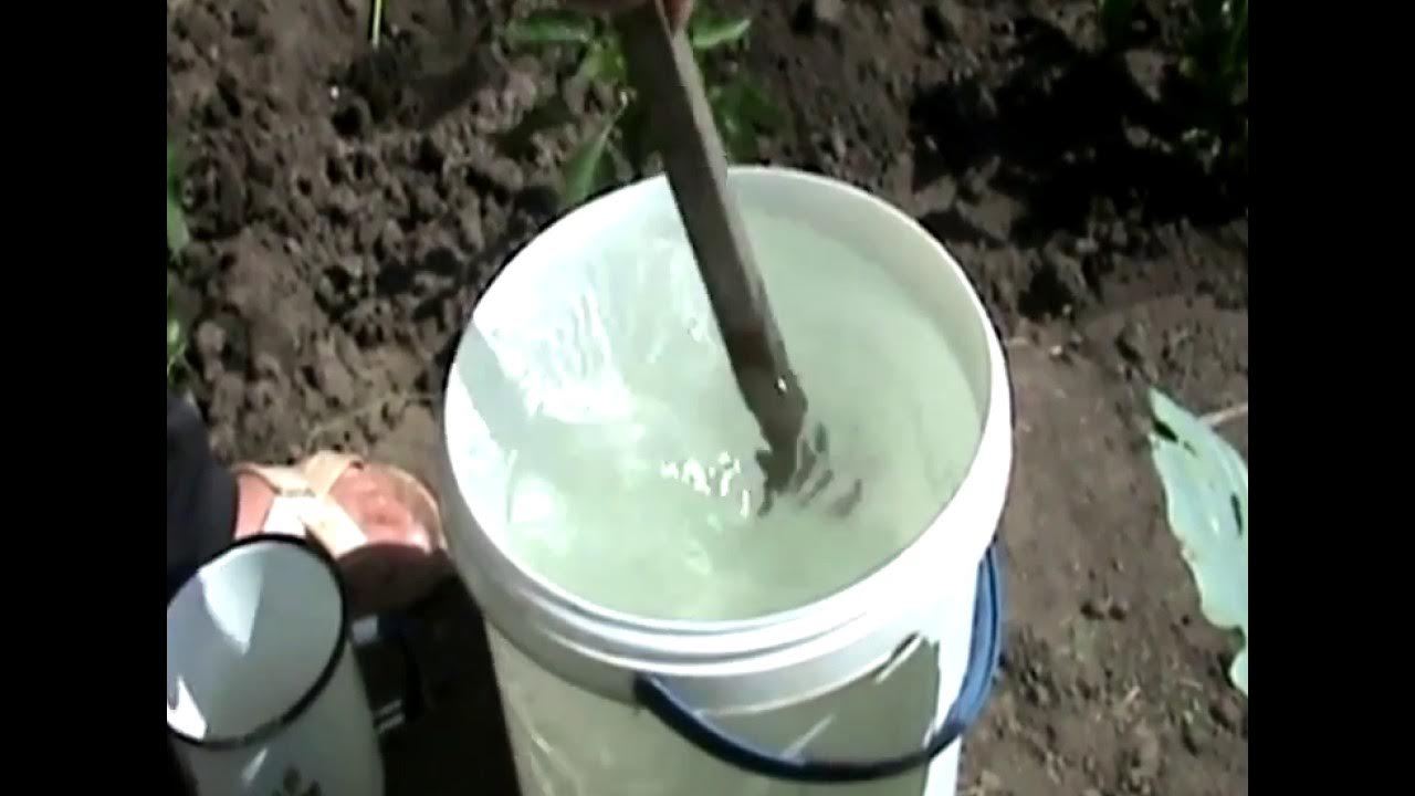 Мочевина как разводить для полива. Мочевину развести в воде. Карбамид (мочевина). Мочевину развести в воде. Схема внесения удобрений для томатов в теплице.