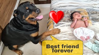 dog protecting newborn baby || Dog protecting baby | cute animal |