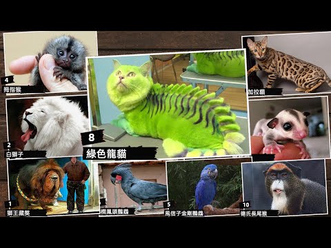 Video: 10 eksootilised lemmikloomad, mis on õiguslikud omale Kalifornias