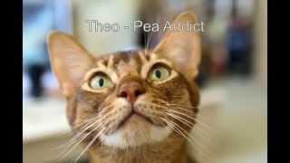 Theo - Pea Addict by FurLinedUK 557 views 9 years ago 1 minute, 38 seconds