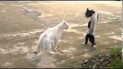 kucing gemuruh jiwa  - Durasi: 0:15. 