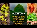 Coca en bolivia  beneficios de la hoja de coca  todo lo que debes saber