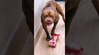 the dog react #trending #share #love #pitbull #reaction #eating #breakingnews