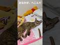 病院行ったら失明した猫、食事を取りません #cat #cute #kitten
