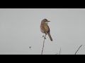 Common Whitethroat Singing Common Whitethroat Singing