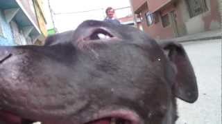 Black American Pitbull Terrier