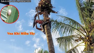 Vua Khỉ Miền Tây cưa khớp khúc cây Dừa rất nhiều trái. Cutting coconut tree