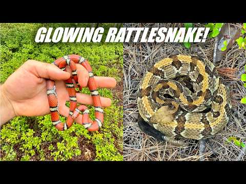 August Snake Hunting! - INSANE Yellow Rattlesnake and RED Milk Snakes!