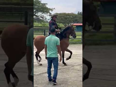 Video: Spotted Saddle Horse