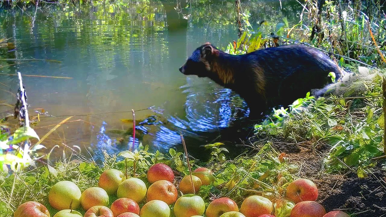 Оставил кучу ЯБЛОК на берегу и спрятал ФОТОЛОВУШКУ! Вот КТО самый ГОЛОДНЫЙ!