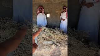 رحلة البحث عن أصول قبائل سيناء مصر ( قبيلة المزيني )