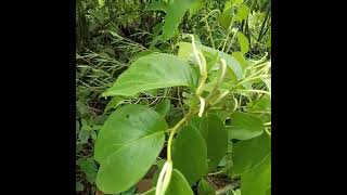 cordoncillo planta medicinal