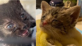 Emergency kitten rescue: finding sick kittens in a basement by Flatbush Cats 235,194 views 1 year ago 10 minutes, 59 seconds