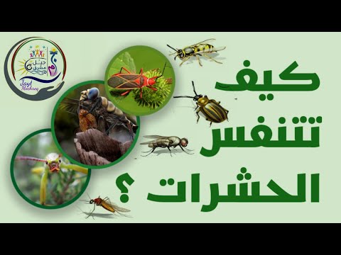 فيديو: كيف تتنفس الحشرات
