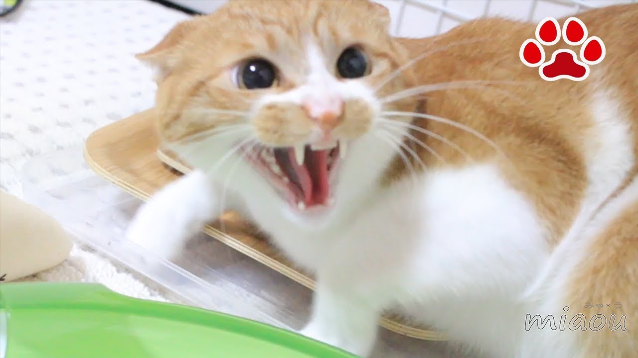 仔猫を初めて見た猫【瀬戸のまや日記】Maya, saw for the first time 