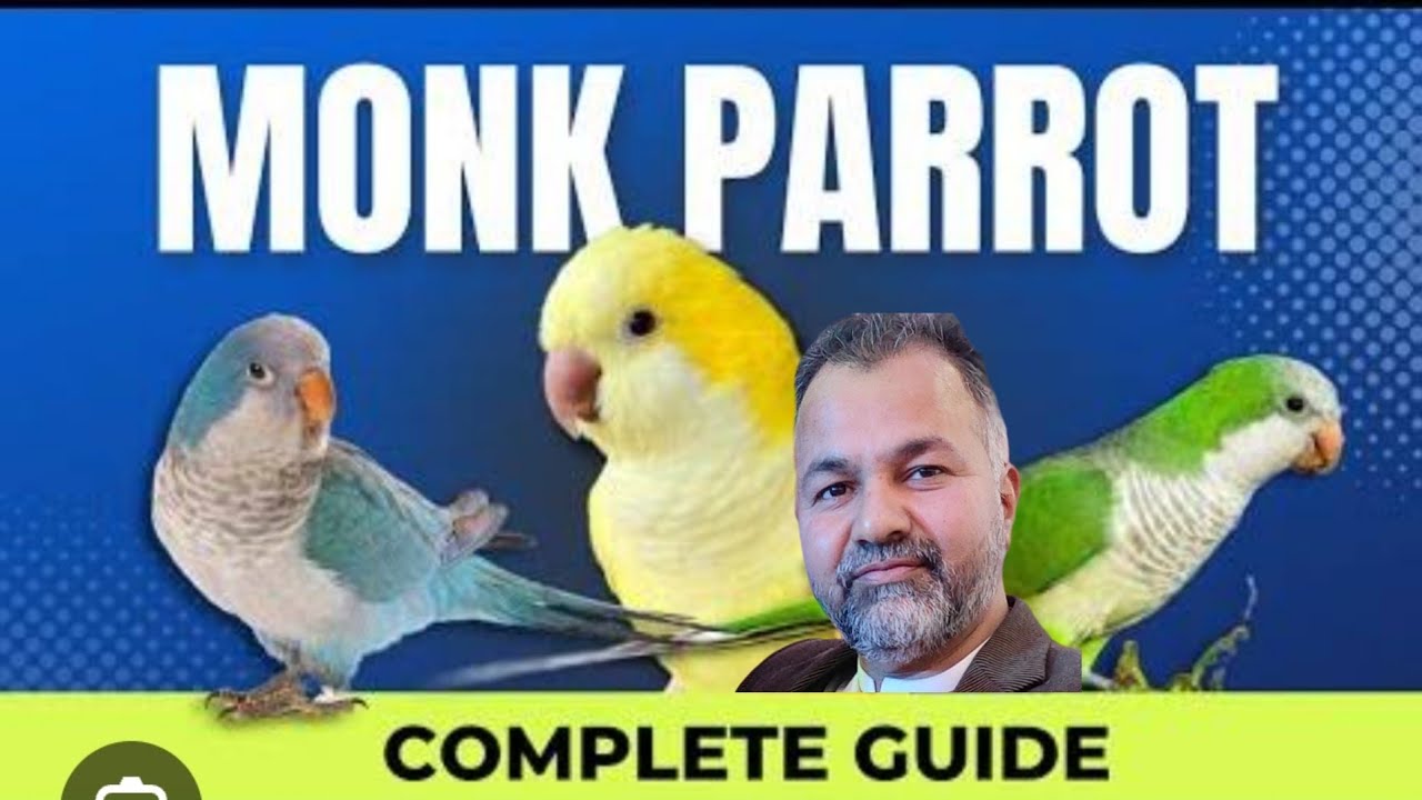 MONK / QUAKER PARROT  Guide | Complete information about MONK / QUAKER PARROT Breeding and Keeping||