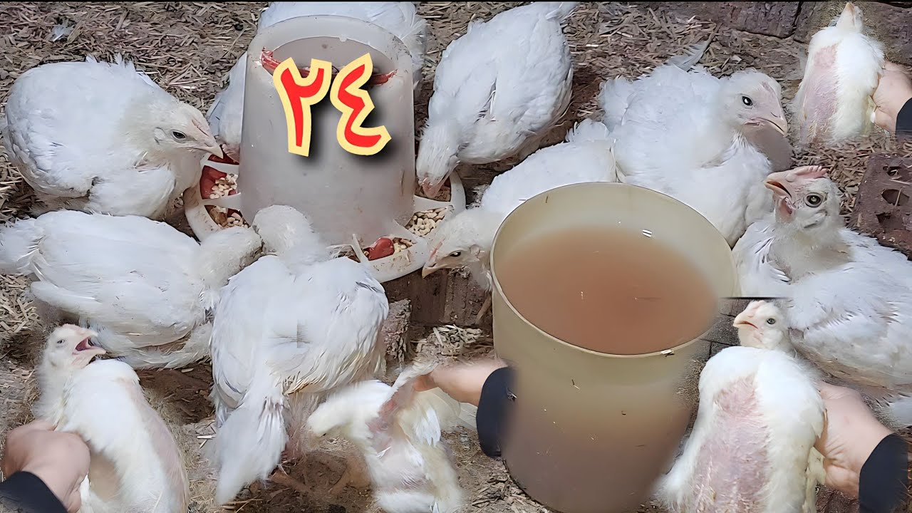 (٢٤) قررت اروح للبيطري يعدم الفراخ دي يا يشوفلي حل لوزنهم لاني زهقت #دوره_فراخ_العيد_الكبير