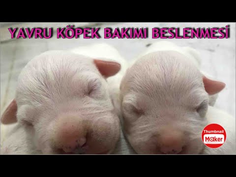 YENİ DOĞMUŞ YAVRU KÖPEK BAKIMI BESLENME