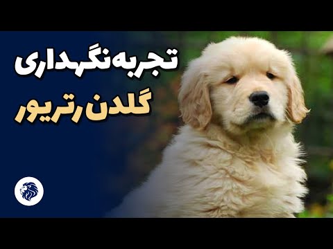 تصویری: چگونه فولیکولیت را در سگ ها درمان کنیم: 11 مرحله (همراه با تصاویر)