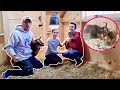 Willow FINALLY Gives BIRTH! we Can't BELIEVE how FAST it HAPPENED! (Miniature Goat Birth)