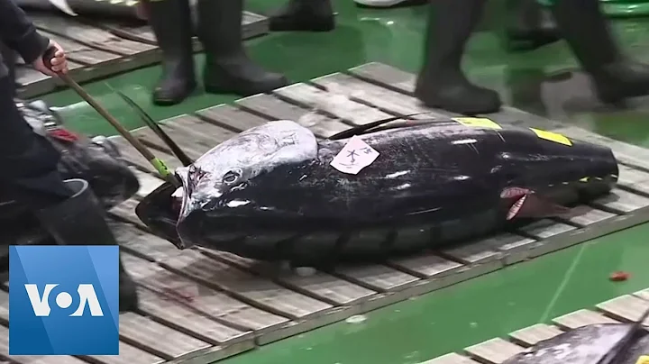 Blue Fin Tuna Sells for Nearly $2 Million at Japan New Year Auction in Tokyo - DayDayNews