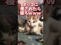 ネッコの動画で癒されたら寝ろwww #2ch #2ch動物スレ #2ch面白いスレ #動物 #犬 #猫 #癒やし #ねこ動画#ねこ