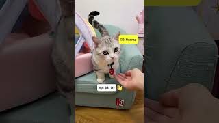Biến cố cuộc sống Đường Bảo khôn lớn #shorts #cat #meo #dongvat #viral #pets #funny #mèo