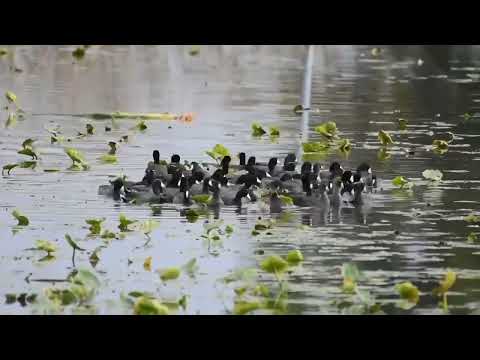 صوت غر اصلي غرة الصيد