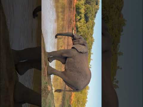 Elephant drinking