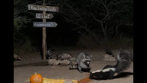 BlueIndigoTrails is live!🌘🎃🍎🌽