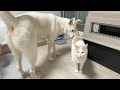 강아지와 고양이가 자가격리 10일후 다시 만났을 때 ( 감동 ) ㅣ 진돗개 Jindodog and a stray cat